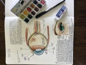 Overhead view of an open cream-colored sketchbook on a dark wooden table, containing an extensive illustrated study titled “THE EYE.” The left page includes dense handwritten anatomy notes and a large watercolor cross-section of an eyeball with many fine label lines identifying structures such as the cornea, aqueous fluid, iris, lens, ciliary muscle, vitreous body, retina, sclera, choroid, optic nerve, rectus muscles, and retinal blood vessels. The anatomical illustration uses translucent washes of blue, turquoise, peach, rust, yellow, green, and brown. A smaller front-view illustration near the bottom shows an eye with a bright green iris, dark lashes, brown eyebrow, and surrounding anatomical labels. Handwritten explanatory paragraphs fill the upper and lower areas of the spread. An open rectangular watercolor set rests diagonally across the upper-right page, with visibly used pans in greens, yellows, reds, purples, blues, browns, and pinks. A black-and-silver Sharpie pen lies diagonally below it, and a rectangular white Pentel Hi-Polymer eraser with a blue paper sleeve sits over the lower-right area. The dark wood table frames the entire sketchbook, emphasizing the combination of homeschool science study and hand-painted illustration.